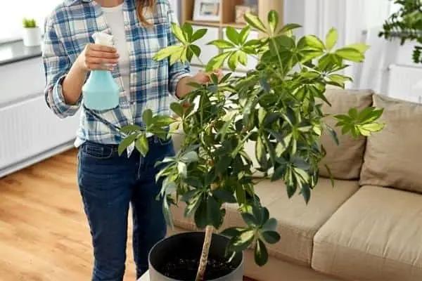 Umbrella Plant Premium Potting Mix - Experience The Difference of Hand-Mixed Quality and Natural Ingredients - 4 Quart by GreenHaven Gardens