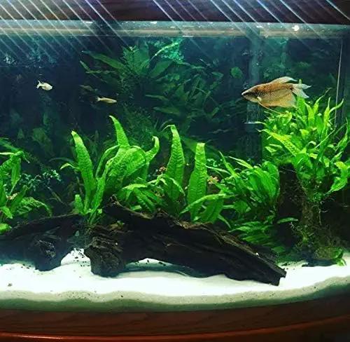 Java Fern Planted on Driftwood Microsorum Pteropus Freshwater Easy Low Light Live Aquarium Plant Decorations 3 Days Guarantee by Mainam by GreenHaven Gardens