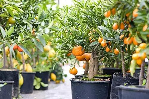 Citrus Tree Potting Soil Mix, Special Blend for Indoor Oranges, Lemons, Limes and More - (1 Quart Bag) by GreenHaven Gardens