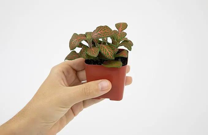 Altman Plants Live Houseplants (12PK), Indoor Plants for Delivery Prime, Live Plants and Gardening Gifts for Plant Lovers, Planters for Indoor Plants with Potting Soil, Live House Plants Indoors Live by GreenHaven Gardens
