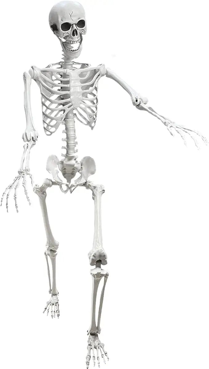 Lodou 5.4Ft Posable Life Size Human Adult Skeletons Plastic Human Bones with Movable Joints for Halloween Decoration by GreenHaven Gardens
