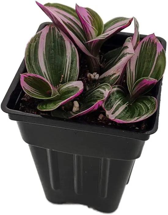 Rare Nanouk Pink Tradescantia - 2.5" Pot - Collector's Series by GreenHaven Gardens