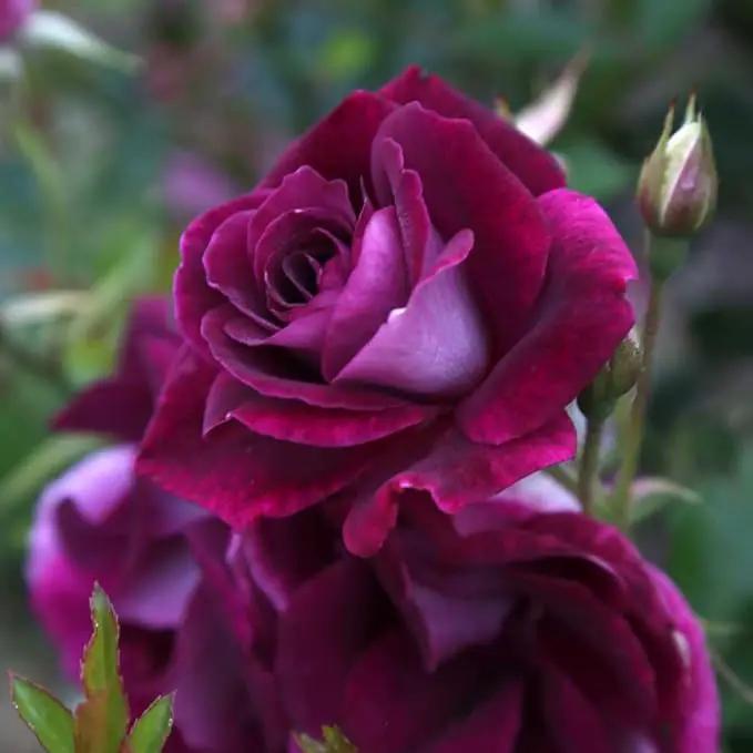 Heirloom Roses Rose Plant - Burgundy Iceberg™ Purple Rose Bush, Shrub Live Plant for Planting Outdoors by GreenHaven Gardens