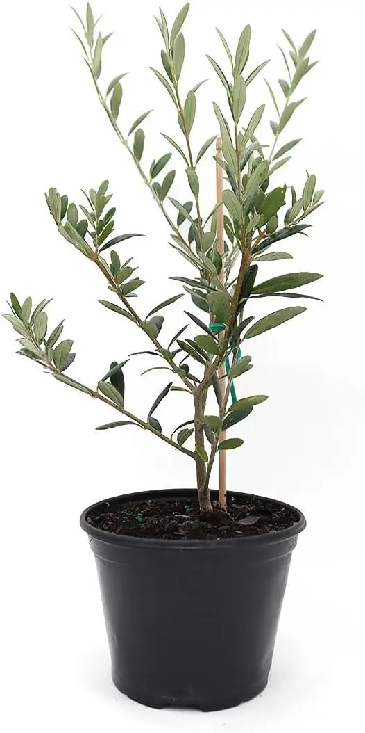 American Plant Exchange Live Arbequina Olive Tree, Fruit Bearing, Plant Pot for Home and Garden Decor, 5-Inch Pot, 1.5 Ft Tall by GreenHaven Gardens
