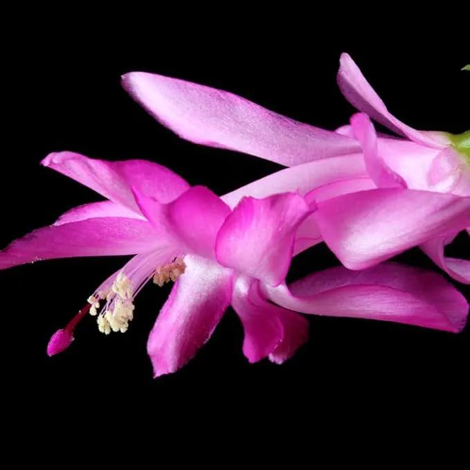 TriStar Plants - Thanksgiving Cactus - 4" inch Pot, Fasle Christmas Cactus, Easter Cactus, Holiday Plant, Winter Flowers, Christmas Plants, Winter Blooms (Cyber Dancer) by GreenHaven Gardens