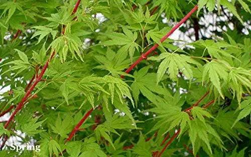 Sango Kaku Coral Bark Japanese Maple Tree - Live Plant - Trade Gallon Pot by GreenHaven Gardens