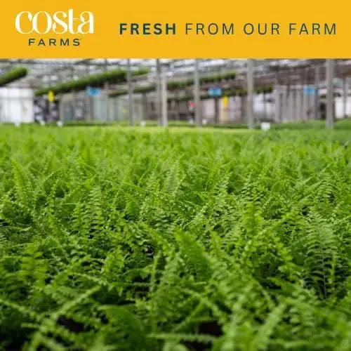 Costa Farms Kimberly Queen Fern, Live Indoor Plant, Houseplant in Grower Pot, 2-3 Feet Tall by GreenHaven Gardens
