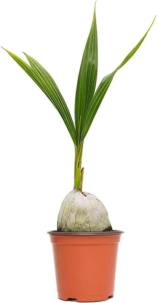American Plant Exchange Coconut Palm Tree, Live Tropical Plant for Indoor & Outdoor Use, Malaysian Dwarf Green, Home, Garden, Landscape & Patio Décor, 2ft Tall with Pot Cover by GreenHaven Gardens