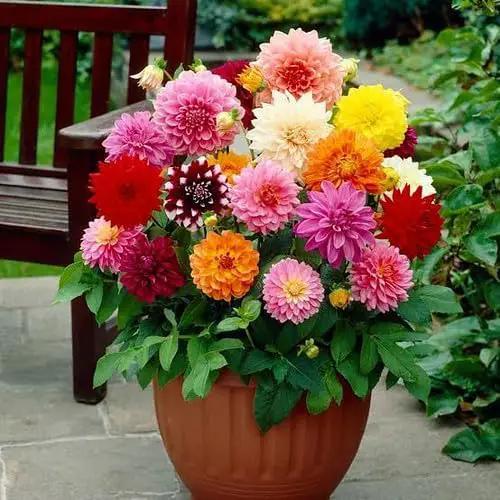 Premium Dahlia Potting Soil Mix - Ideal for Growing Vibrant and Healthy Dahlias - 1 Quart by GreenHaven Gardens