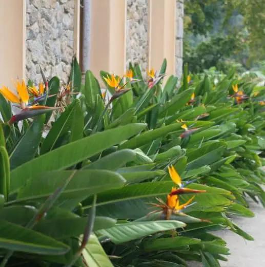 Bird of Paradise - Orange - Strelitzia Reginae. (2 Orange BoP in Cup) by GreenHaven Gardens