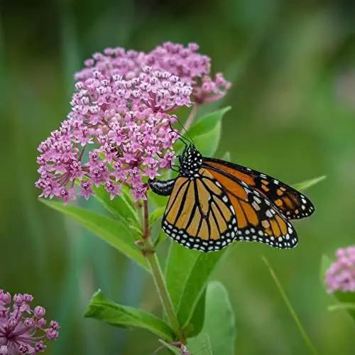 Save The Monarchs Wildflower Seed Shaker - 100,000+ Wild Flower Seeds for Planting - Beautiful Easy to Sow Seed Shaker - 13 Varieties to Attract Monarch Butterflies & Pollinators - Covers ~250 sq ft by GreenHaven Gardens