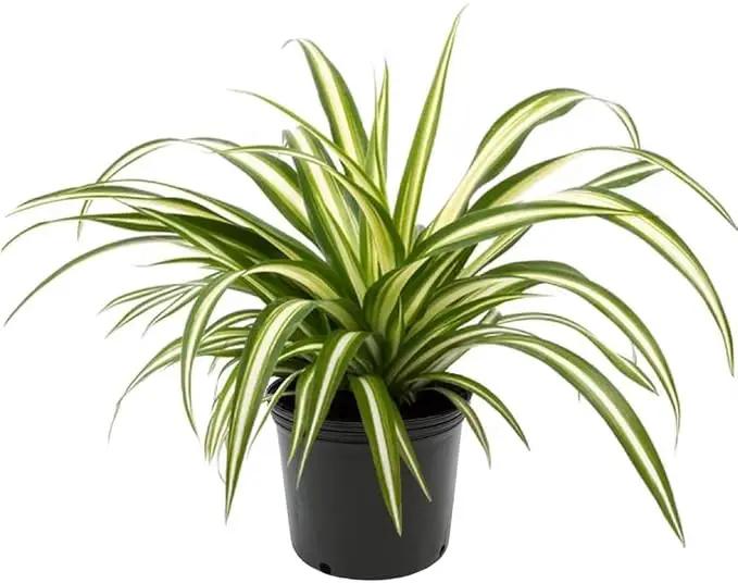 Premium Spider Plant Potting Soil Mix (2 Bags of 5 Quart) by GreenHaven Gardens