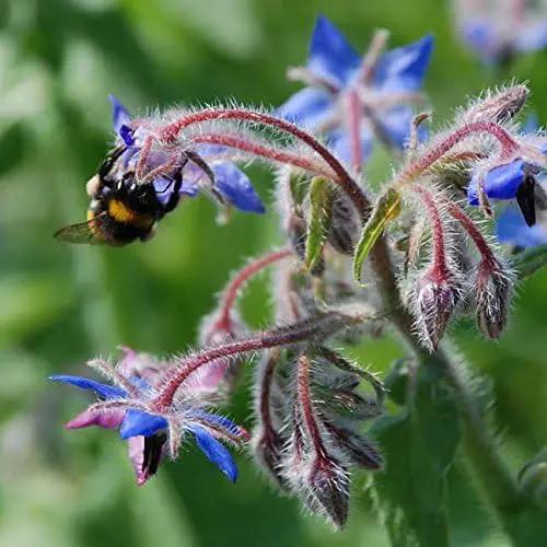 Park Seed Grow Your Own Vibrant Wildflower Garden Mixture, Perfect for Bees, Butterflies, and Hummingbirds, Pollinator Herb Mix, Pack of 100 by GreenHaven Gardens