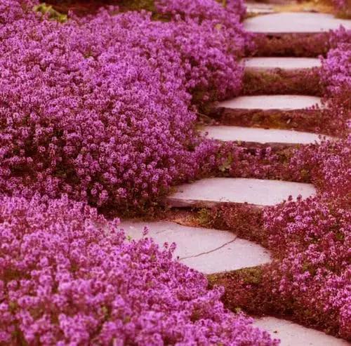 20,000+ Creeping Thyme Seeds Ground Cover, Non-GMO Perennial Flower Seeds, Hardy Thymus Serpyllum, Creeping Phlox Alternative for Landscaping & Garden Paths (Hot Pink) by GreenHaven Gardens