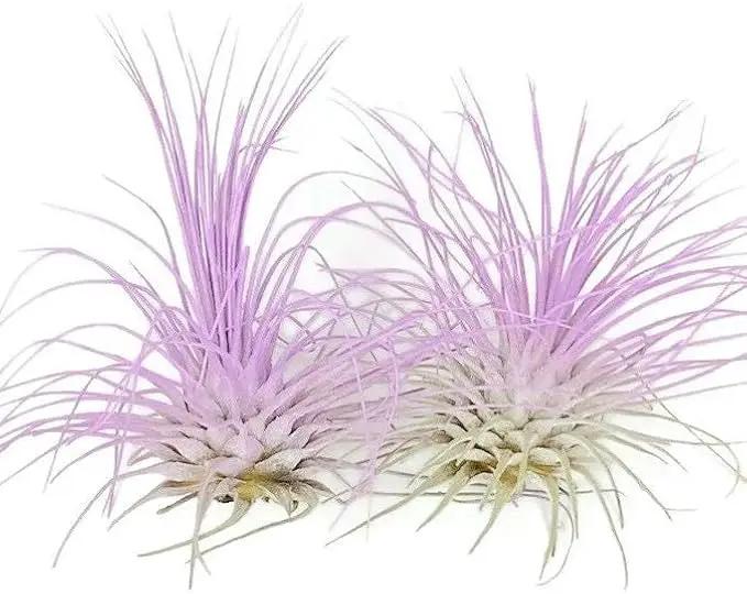 Thin Air Plant, Guatemala Tillandsia Live Airplant, Healthy Arrival Guaranteed, Great Indoor Plant, Home Decor & Gift (2 Lavender) by GreenHaven Gardens