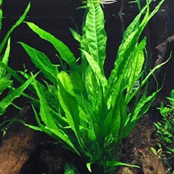 3 Aquatic Plants Bundle | Live Plants for Freshwater Aquariums (3 X Microsorum Java Fern Plants) by GreenHaven Gardens