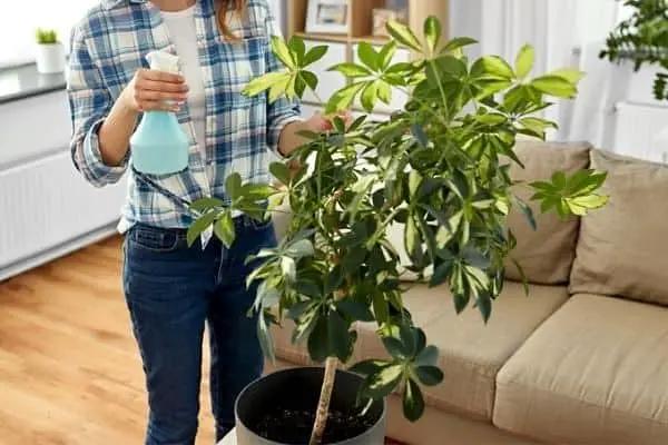 Umbrella Plant Premium Potting Mix - Trusted by Plant Enthusiasts for Exceptional Results and Happy Plants - 5 Quart by GreenHaven Gardens