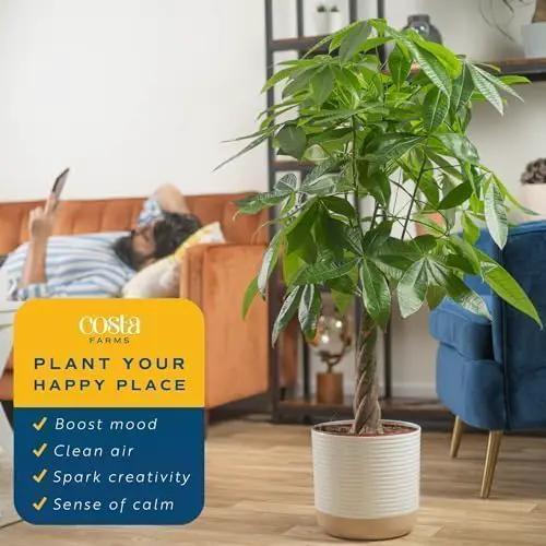 Costa Farms Money Tree, Large, Live Indoor Plant, Easy to Grow Pachira House Plant Gift, Home Décor, 3-4 Feet Tall in Nursery Pot by GreenHaven Gardens