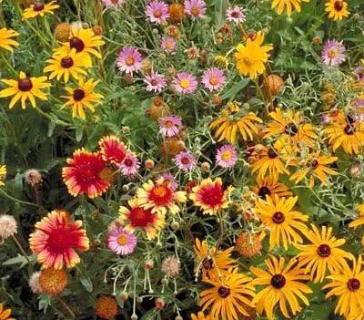 Non GMO Bulk All Perennial Wildflower Seed Mix (25 LB) by GreenHaven Gardens