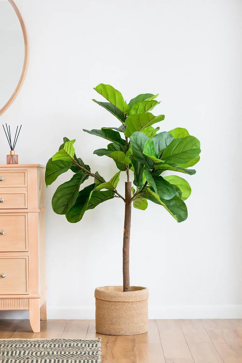 25x25x52"H Fiddle Fig Leaf Tree with 40 Leaves by HouseOfZazla