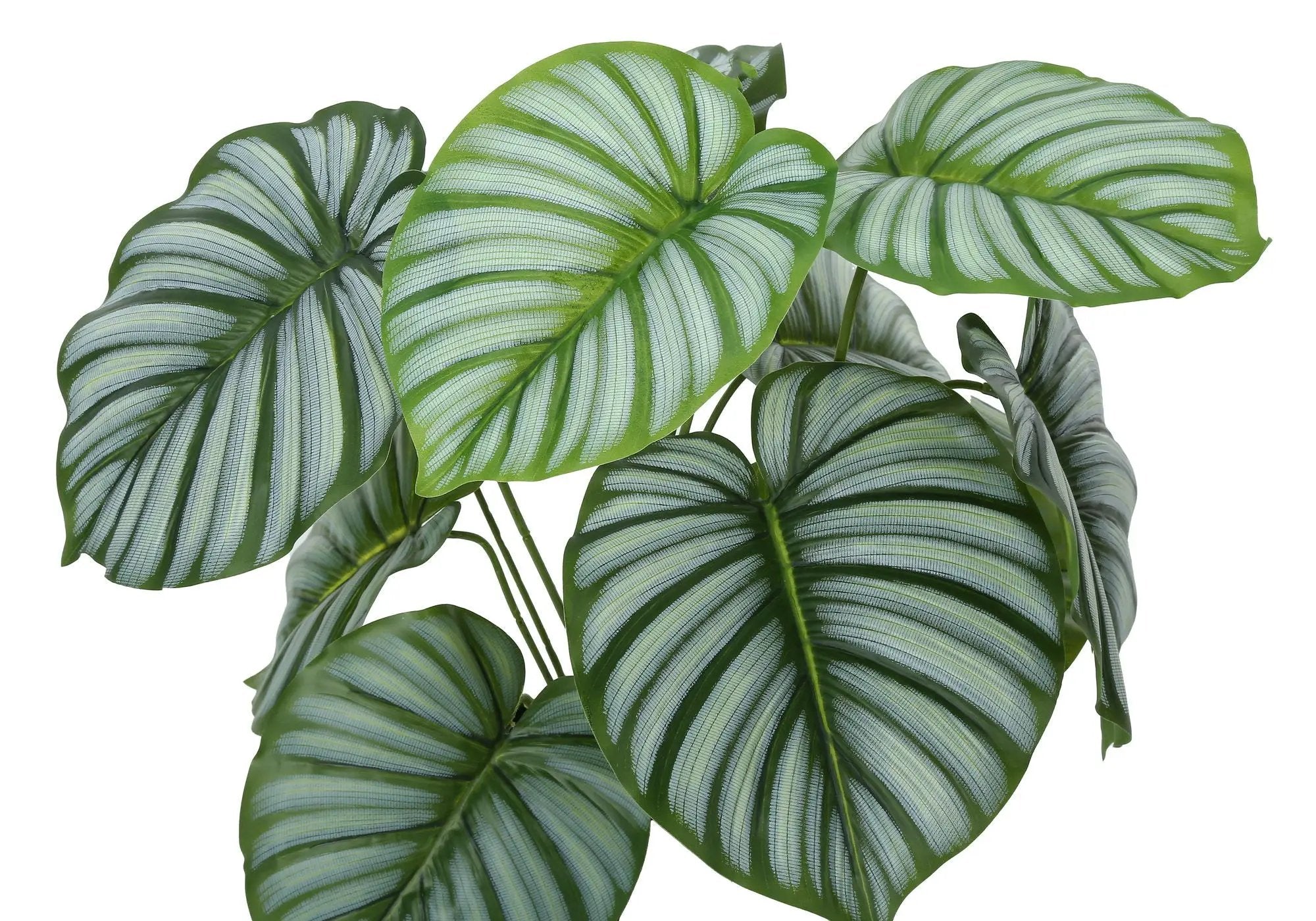 24" Tall, Artificial Plant, Calathea, Indoor, Faux, Fake, Table, Greenery, Potted, Real Touch, Decorative - Green / Black by Unique Piece Furniture