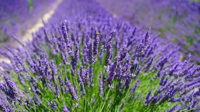 Organic Lavender Soil Mix by Gardenera - Provide The Best Growing Medium for Your Plants - 2 QUARTS by GreenHaven Gardens
