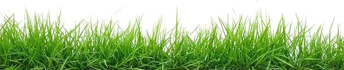Brownie Brand Majestic Hulled Bermudagrass Seed | Premium Turf Grass for Dense, Drought-Resistant Lawns | Fast-Growing, Heat-Tolerant, Certified Seed for High-Traffic Areas. (1 Pound) by GreenHaven Gardens