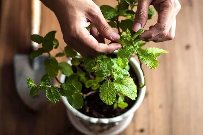 Premium Spearmint Plant Potting Mix - Crafted for Thriving Spearmint Growth and Refreshing Aroma - 1 Quart by GreenHaven Gardens