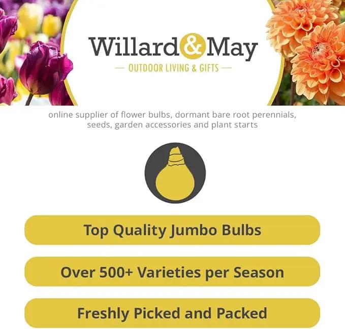 25 Pastel Mixed Ranunculus Bulbs for Planting - Buttercup Color Mix Value Bag - Plant in Gardens, Borders & Flowerbeds - Easy to Grow Fall Flowers Bulbs by Willard & May by GreenHaven Gardens