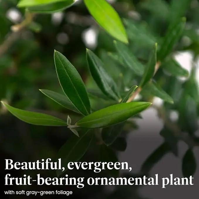 American Plant Exchange Live Olive Tree, Arbequina – Real Fruiting, Edible Indoor/Outdoor Houseplant – Large 10-Inch Pot, Perfect for Home, Office, Patio & Garden Décor by GreenHaven Gardens