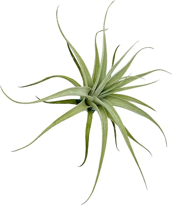 Live Air Plants - Tillandsia Albida 3-5" - 1ct – ragnaroc Live Indoor Plant - Live Arrival Guaranteed - House Plants for Home Decor & Gift by GreenHaven Gardens