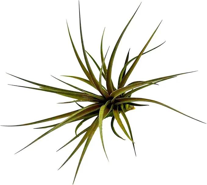 Air Plants - Flowering Tillandsia Stricta Large 5" - 5ct - Live Arrival Guaranteed - House Plants for Home Decor & Gift by GreenHaven Gardens