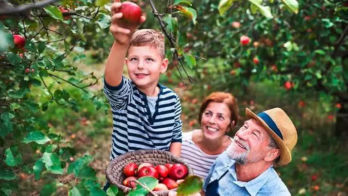 Premium Apple Potting Soil Mix - Optimal Nutrient-Rich Blend for Thriving and Juicy Apples - 2 Quart by GreenHaven Gardens