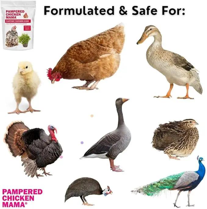 Pampered Chicken Mama Molting Supplement for Chickens: Fluffiest Feathers Ever Backyard Chicken Feed and Supplies for Hens (2 pounds) by GreenHaven Gardens
