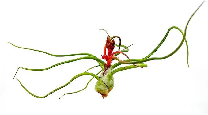Air Plants - Flowering Tillandsia Bulbosa Belize, Giant 7-9" - 5ct - Live Arrival Guaranteed - House Plants for Home Decor & Gift by GreenHaven Gardens