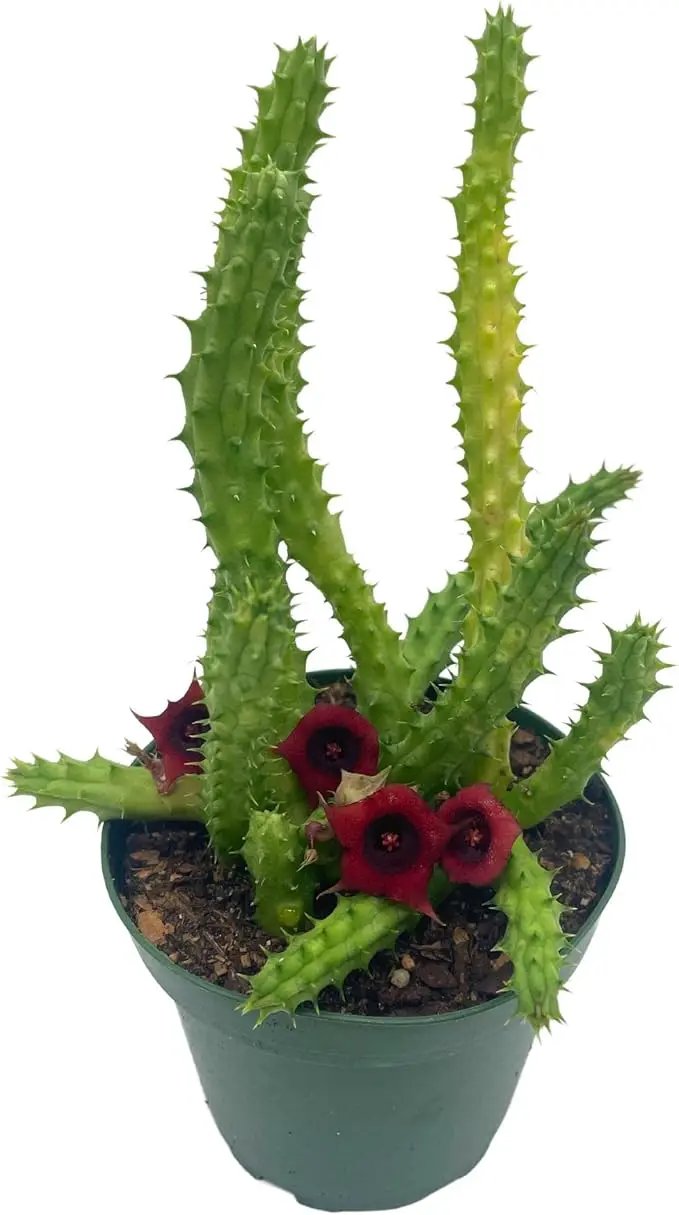 BubbleBlooms Huernia Red Dragon Stapelia Cactus/Huernia penzigii, in 4 inch Pot by GreenHaven Gardens