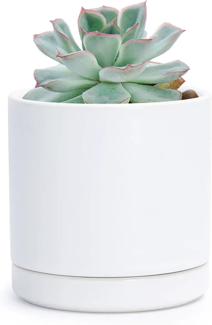 D'vine Dev 3.5 Inch Ceramic Planter Pot with Drainage Hole and Saucer, Indoor Cylinder Round Planter Pot, White, 94-O-A-1 by GreenHaven Gardens