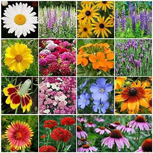 Dirt Goddess Super Seeds ~ All Perennial Wildflower Seed Mix (1/4 Lb) 84,000 Seeds Non GMO Bulk by GreenHaven Gardens