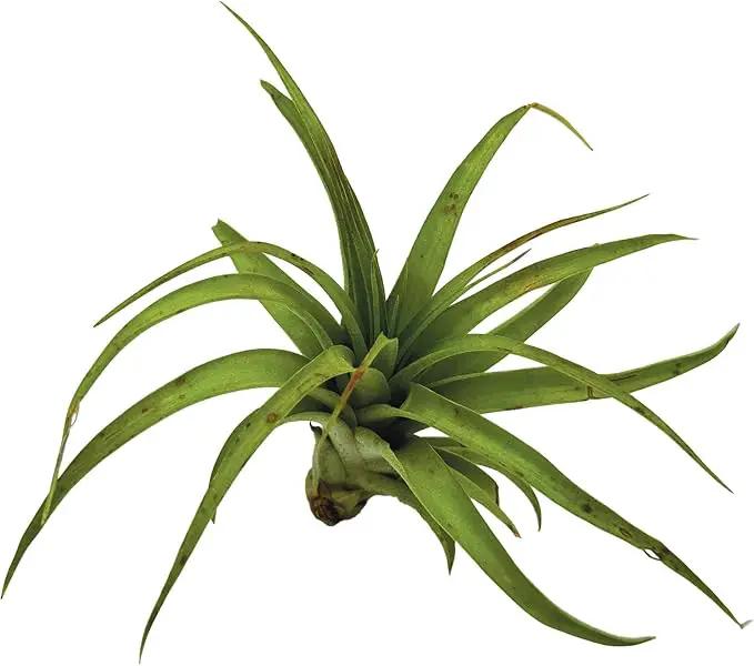 Air Plants - Tillandsia Brachycaulos Multiflora, Jumbo 5-7" - 3 ct - Live Arrival Guaranteed - House Plants for Home Decor & Gift by GreenHaven Gardens