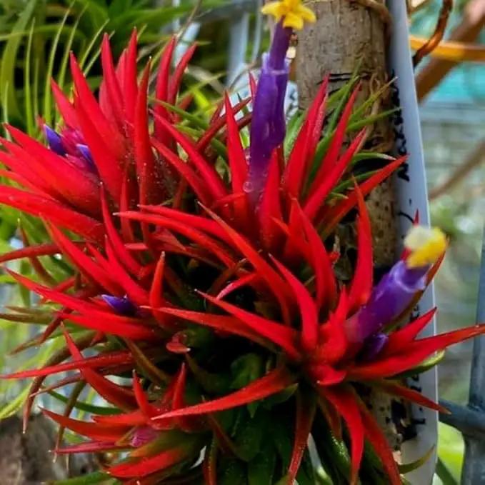 8 Air Plants, Tillandsia Air Plants Live Houseplants for Garden, Red Lonantha Tillandsia Plant, Air Plant by GreenHaven Gardens