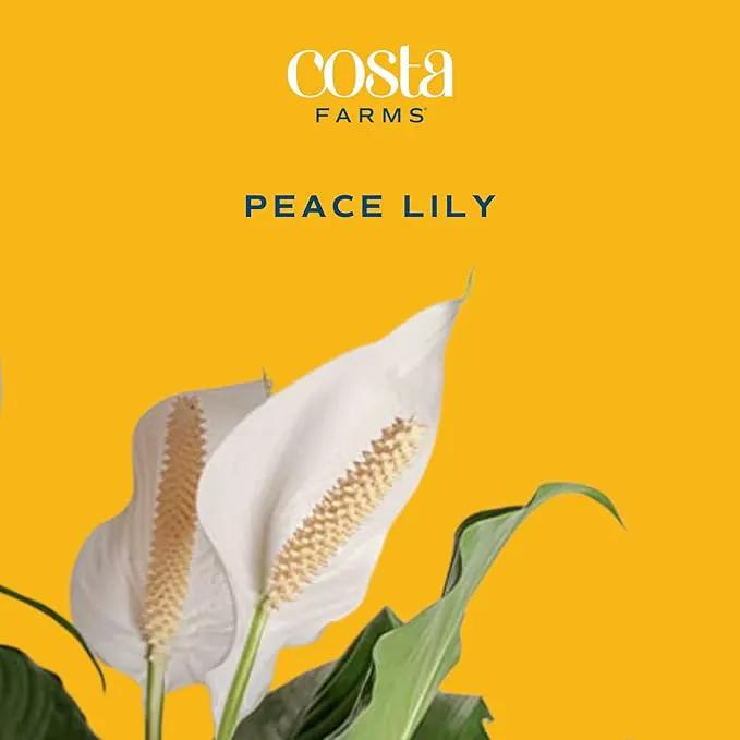 Costa Farms Peace Lily, Live Indoor Plant with Flowers, Easy to Grow Houseplant in Decorative Pot, Potting Soil, Thinking of You, Get Well Soon Gift, Room Decor, 1 Foot Tall by GreenHaven Gardens
