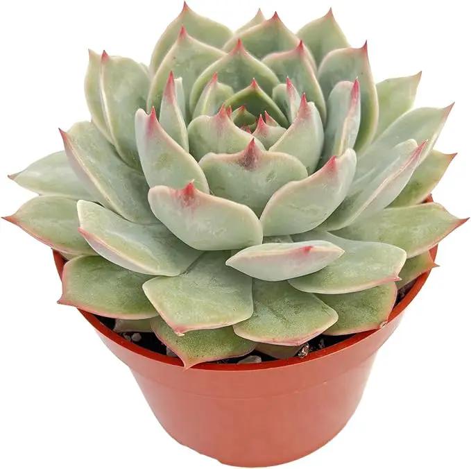 Live Succulent Plants Echeveria 'Pink Tips', Easy Care Potted Succulents, Approx 4" D x 4" H, Indoor Houseplant, Unique Gifts, Home Office Décor by GreenHaven Gardens