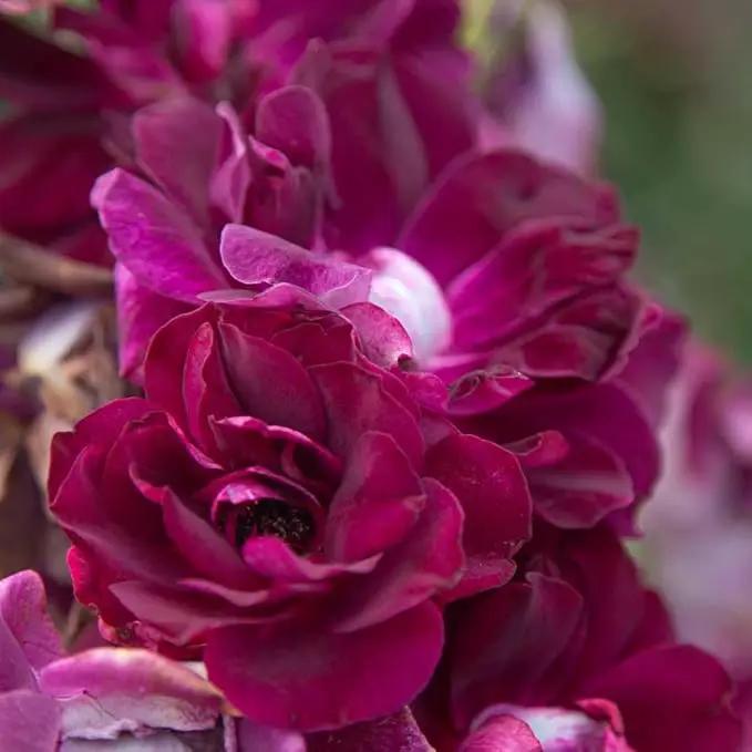Heirloom Roses Rose Plant - Burgundy Iceberg™ Purple Rose Bush, Shrub Live Plant for Planting Outdoors by GreenHaven Gardens