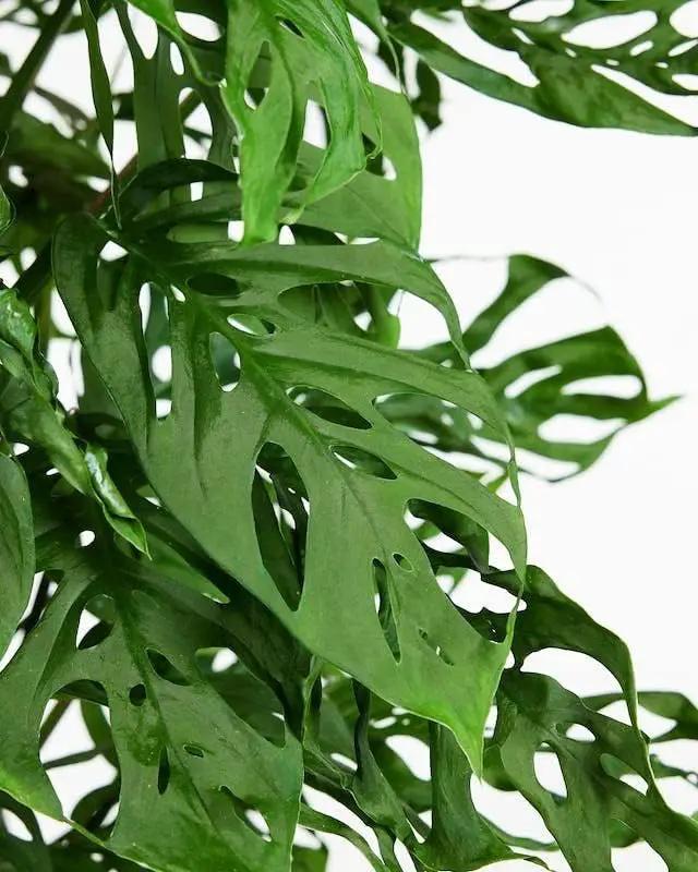 Monstera Adansonii Premium Potting Mixture: Promote Aeration, Drainage & Nutrient Uptake - 2 Quart by GreenHaven Gardens