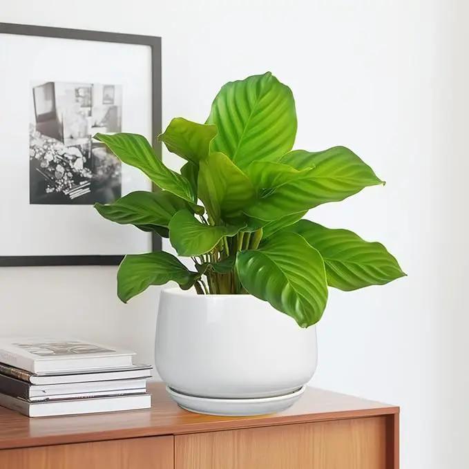 G EPGardening Ceramic Pots for Plants - 7 Inch Planter for Indoor Plants, Round Flower Pots with Drainage and Saucer, Modern Outdoor Planter, Garden Decor, Home Gifts, White by GreenHaven Gardens