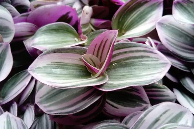 Rare Nanouk Pink Tradescantia - 2.5" Pot - Collector's Series by GreenHaven Gardens