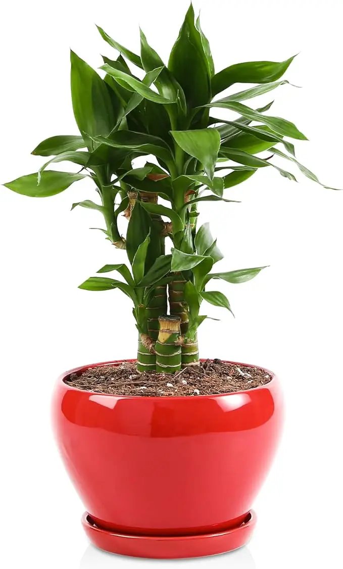 vicrays Ceramic Plant Pots Indoor - 6.5 Inch Planter Pot with Drainage Hole and Saucer for Succulent Orchid Flower Herbs Cactus - Ideal for Gardening Home Desktop Office Decor - Red by GreenHaven Gardens