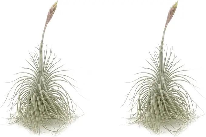 Live air Plant - Tillandsia Tectorum Air Plant 4-6" – 2ct – Unique Shape with Silvery Fuzz – Low Maintenance Houseplant – Perfect for Decor, Terrariums, Gifts - Live Arrival Guaranteed by GreenHaven Gardens