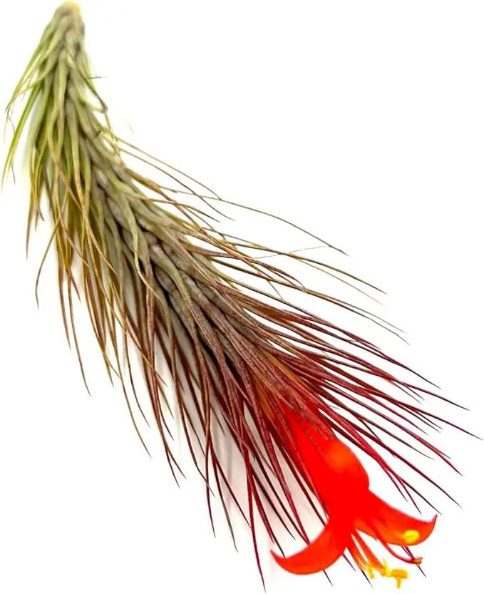 Air Plants - Tillandsia Funckiana Hybrid, Large 5-7" - 2ct - Live Arrival Guaranteed - House Plants for Home Decor & Gift by GreenHaven Gardens