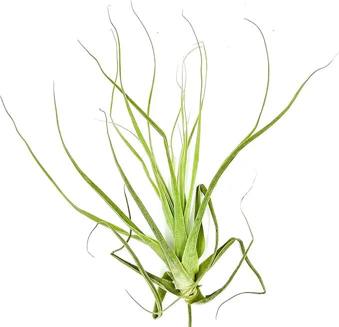 Air Plants - Tillandsia Straminea Jumbo 6-9" - 5ct - Live Arrival Guaranteed - House Plants for Home Decor & Gift by GreenHaven Gardens